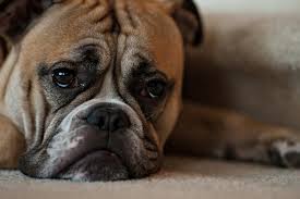 DOGGIES =(